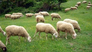pecore-pascolo