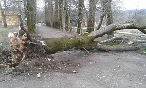alberi caduti